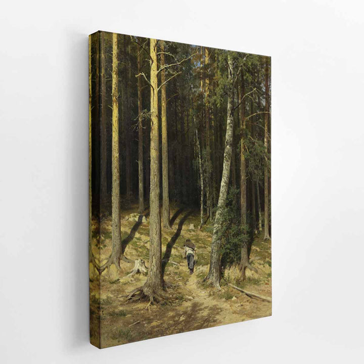 A pine forest