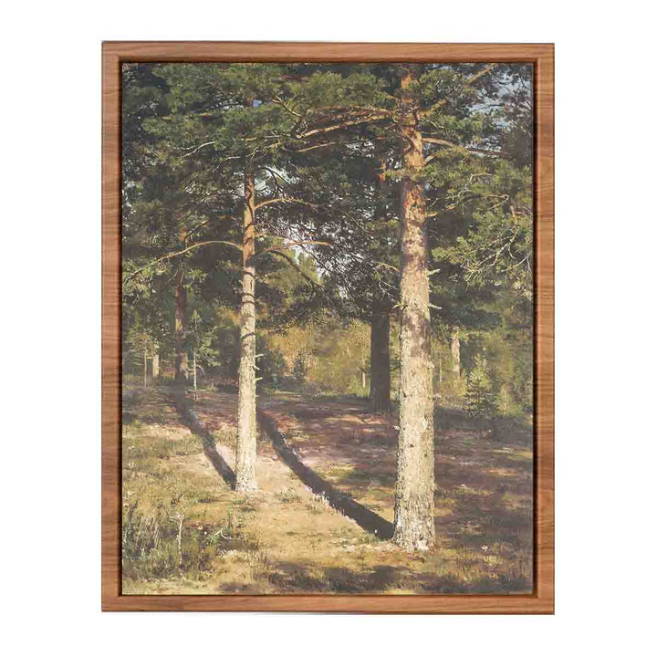 The Sun Lit Pines