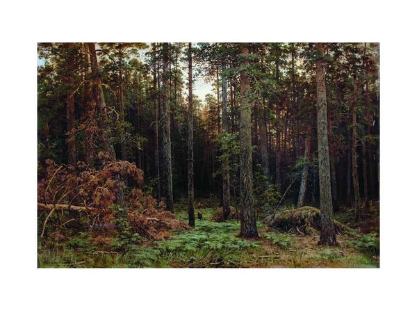 Pine Forest 1885