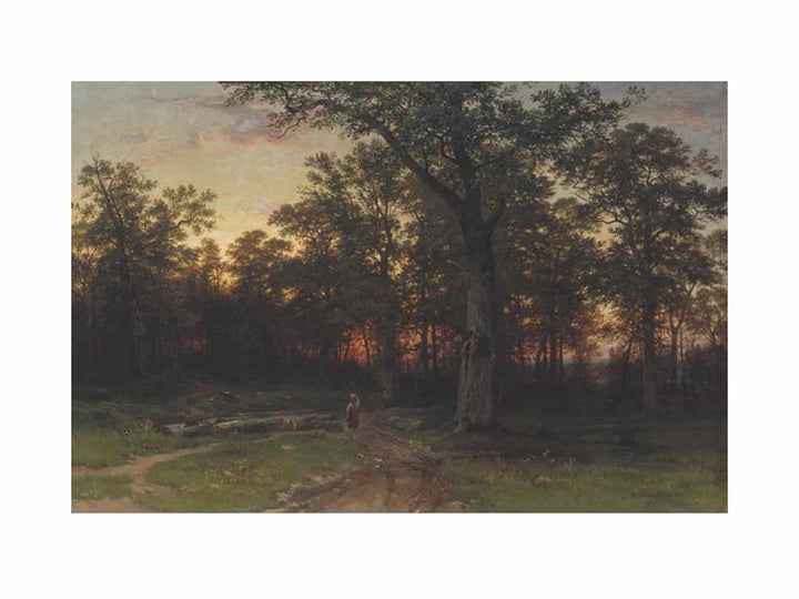 Forest in the evening