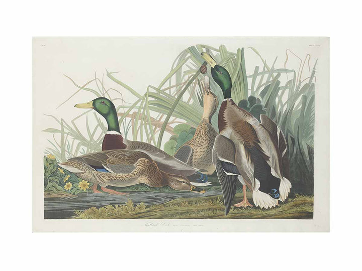 Mallard Duck (Plate 221)
