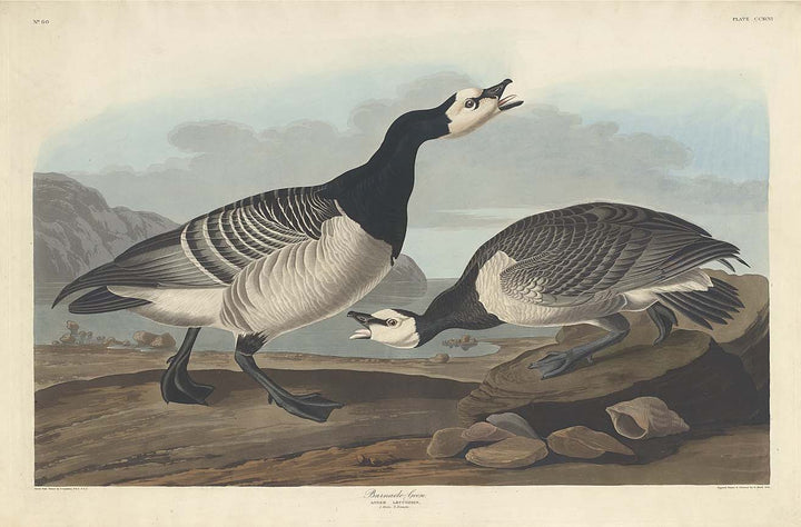 Barnacle Goose (Plate Ccxcvi)
