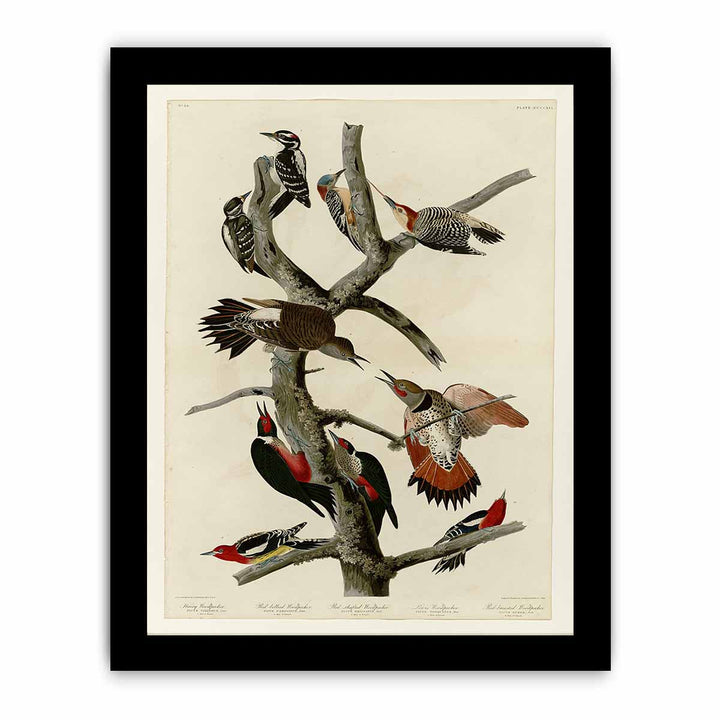 Hairy Woodpecker (Plate 416)