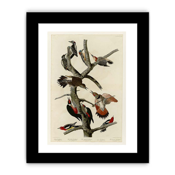 Hairy Woodpecker (Plate 416)