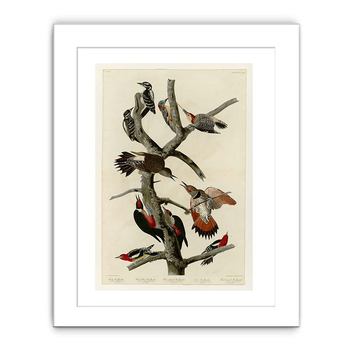 Hairy Woodpecker (Plate 416)