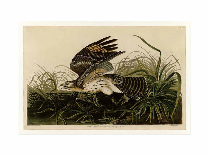 Winter Hawk (Plate 71)
