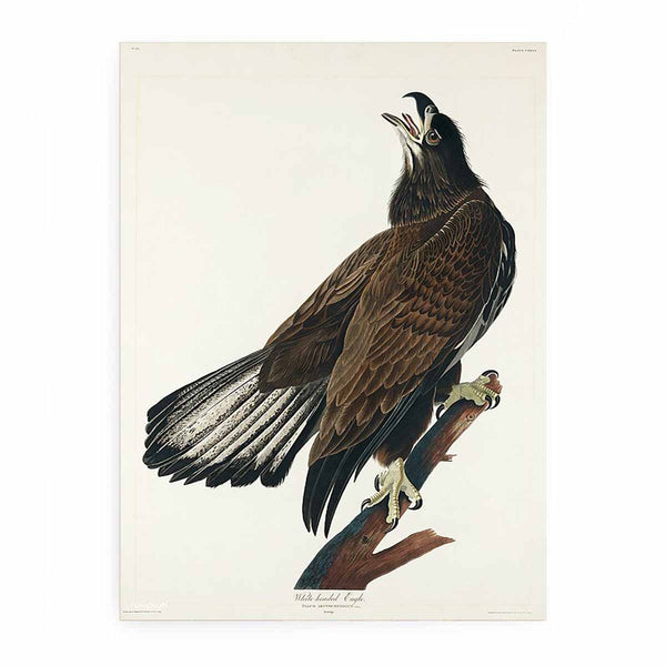 White-Headed Eagle (Plate Cxxvi)
