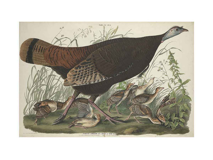 Great American Hen And Young (Plate Vi)
