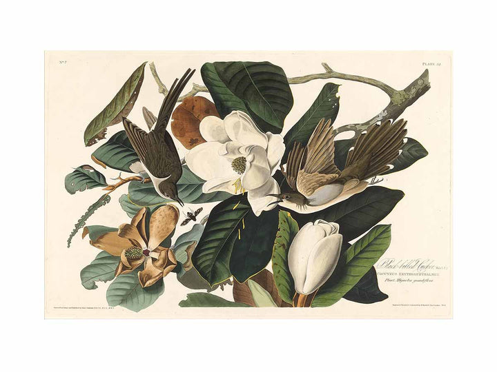 Black-Billed Cuckoo (Plate 32)
