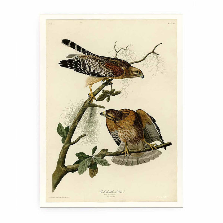 Red-Shouldered Hawk (Plate 56)
