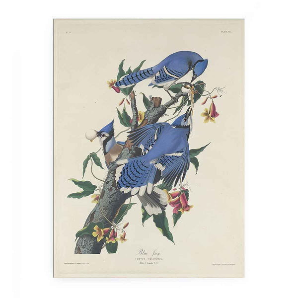 Blue Jay (Plate C11)
