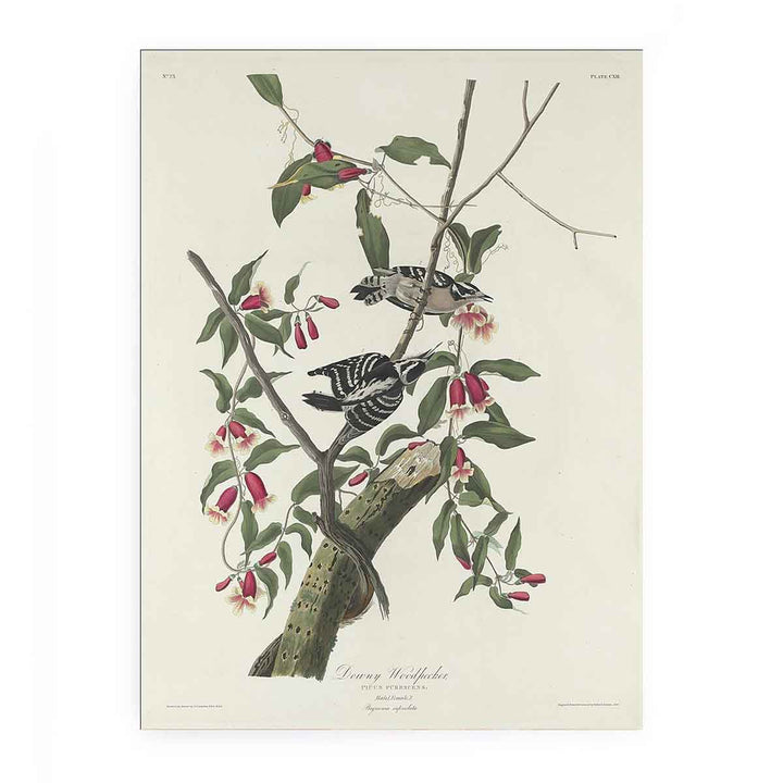 Downy Woodpecker (Plate CXII)
