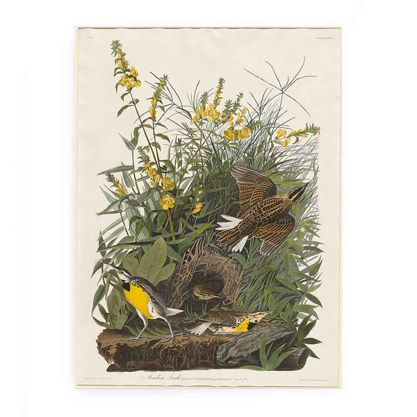 Meadow Lark (Plate Cxxxvi)
