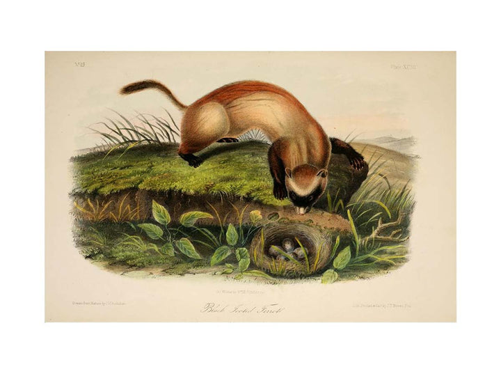 Black-footed Ferret from Quadrupeds of North America
