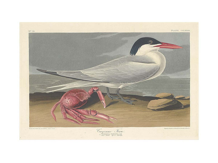 Cayenne Tern
