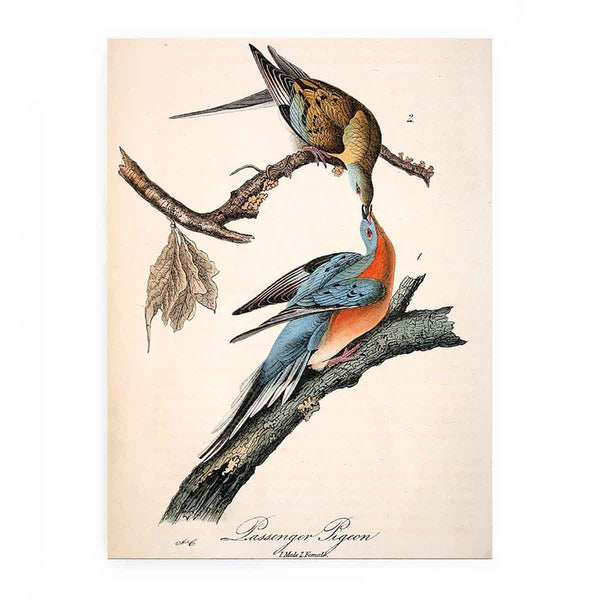 Passenger Pigeon, from 'Birds of America'
