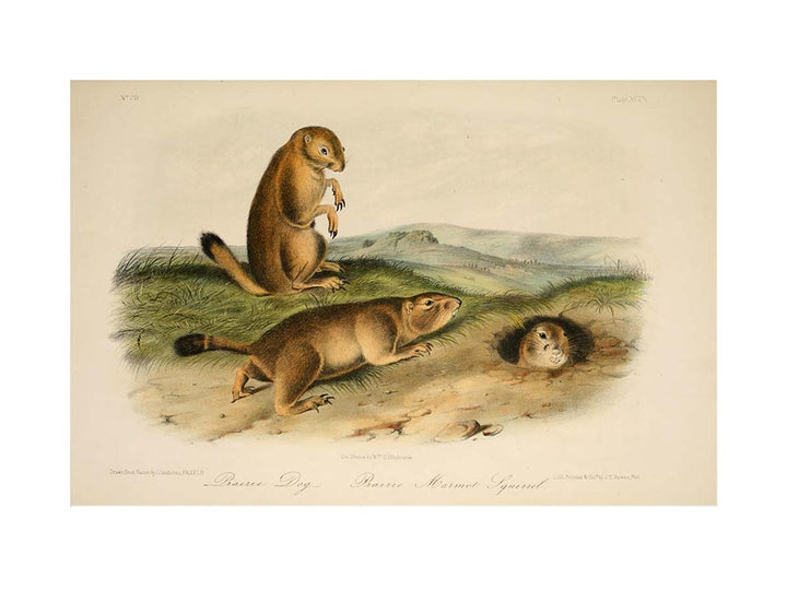 Prairie Dog from 'Quadrupeds of North America', 1842-45
