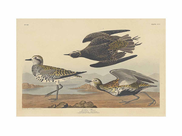 American Golden Plover
