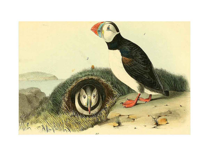 Common or Arctic Puffin
