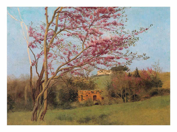 Landscape Of A Blossoming Red Almond