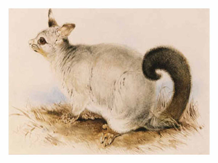 Trichosurus vulpecula (Common Brushtail Possum)