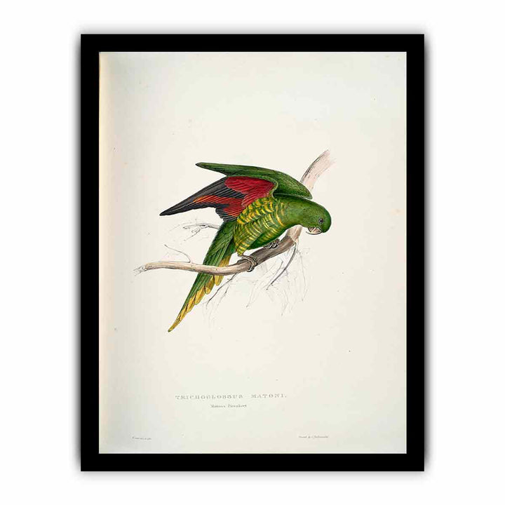 Trichoglossus chlorolepidotus -Trichoglossus matoni Maton's Parrakeet -by Edward Lear