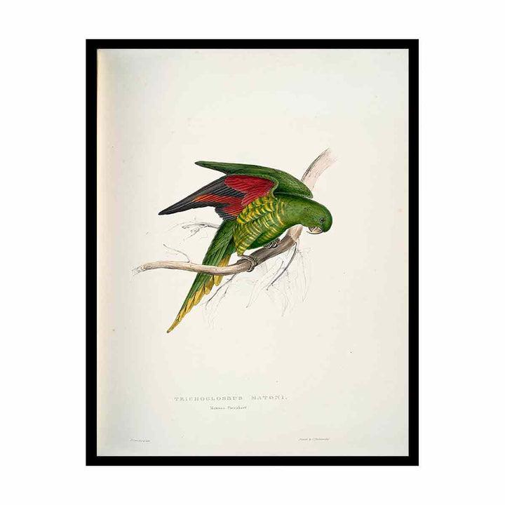 Trichoglossus chlorolepidotus -Trichoglossus matoni Maton's Parrakeet -by Edward Lear