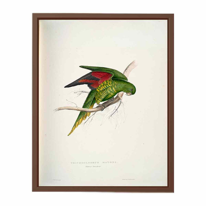 Trichoglossus chlorolepidotus -Trichoglossus matoni Maton's Parrakeet -by Edward Lear