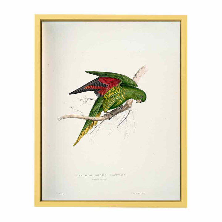 Trichoglossus chlorolepidotus -Trichoglossus matoni Maton's Parrakeet -by Edward Lear