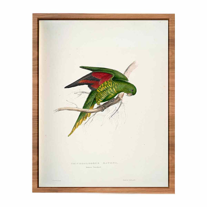 Trichoglossus chlorolepidotus -Trichoglossus matoni Maton's Parrakeet -by Edward Lear