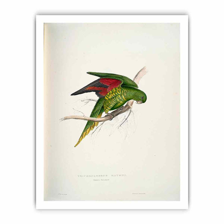 Trichoglossus chlorolepidotus -Trichoglossus matoni Maton's Parrakeet -by Edward Lear