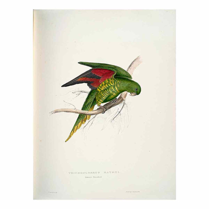 Trichoglossus chlorolepidotus -Trichoglossus matoni Maton's Parrakeet -by Edward Lear
