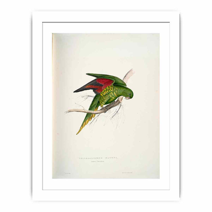 Trichoglossus chlorolepidotus -Trichoglossus matoni Maton's Parrakeet -by Edward Lear