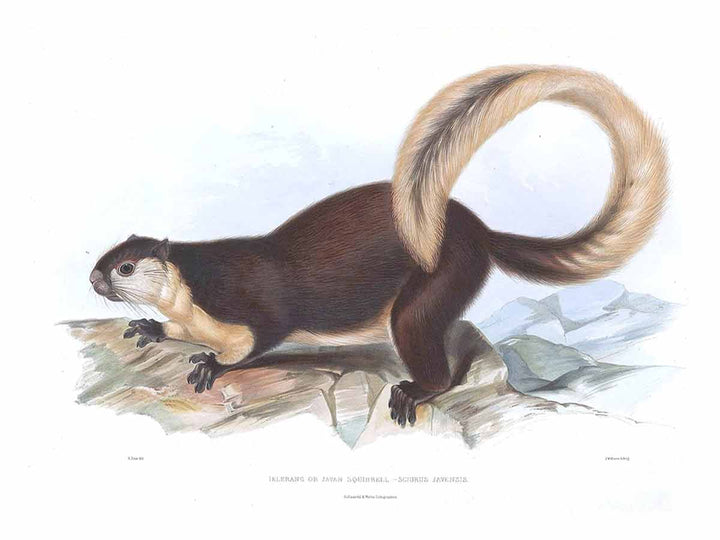 Sciurus javensis Lear