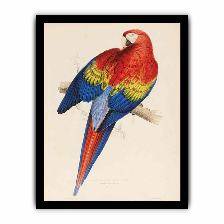 red and yellow macaw