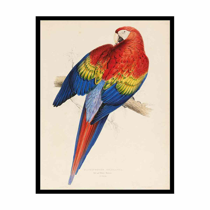 red and yellow macaw