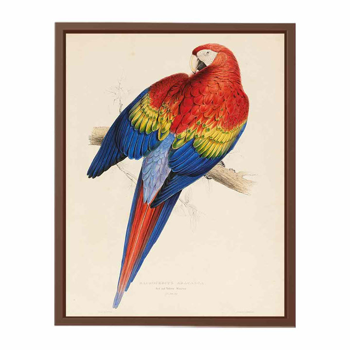 red and yellow macaw