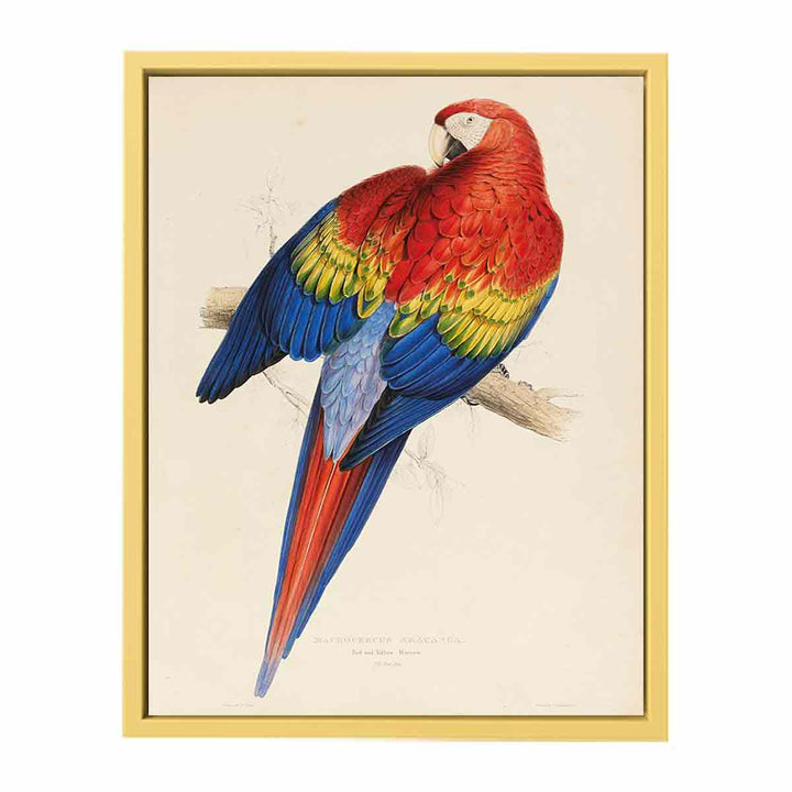 red and yellow macaw