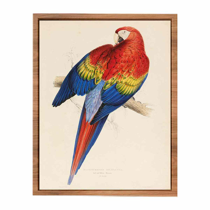 red and yellow macaw