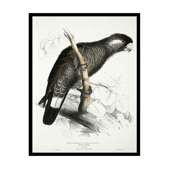 Calyptorhynchus baudinii -Calyptorhynchus baudinii Baudin's Cockatoo -by Edward Lear