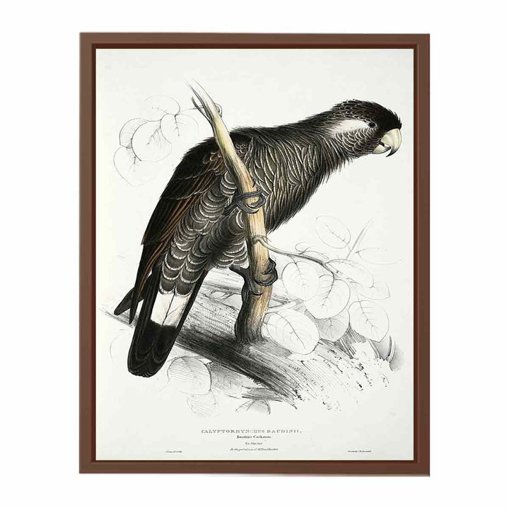 Calyptorhynchus baudinii -Calyptorhynchus baudinii Baudin's Cockatoo -by Edward Lear