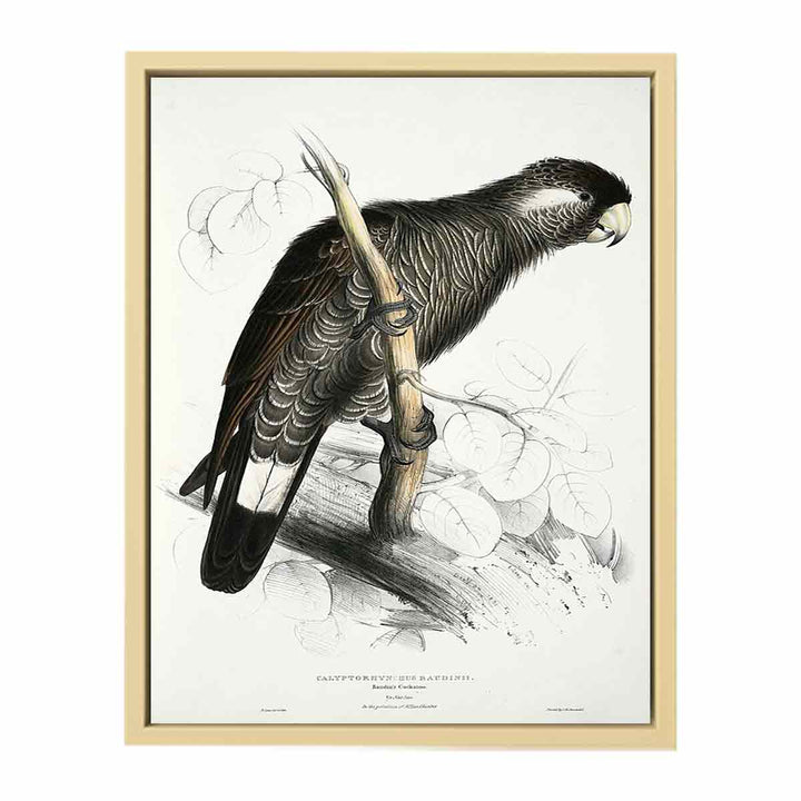 Calyptorhynchus baudinii -Calyptorhynchus baudinii Baudin's Cockatoo -by Edward Lear