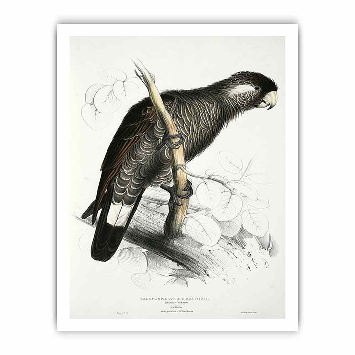 Calyptorhynchus baudinii -Calyptorhynchus baudinii Baudin's Cockatoo -by Edward Lear