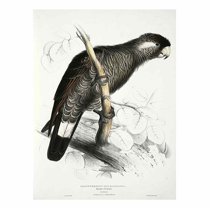 Calyptorhynchus baudinii -Calyptorhynchus baudinii Baudin's Cockatoo -by Edward Lear