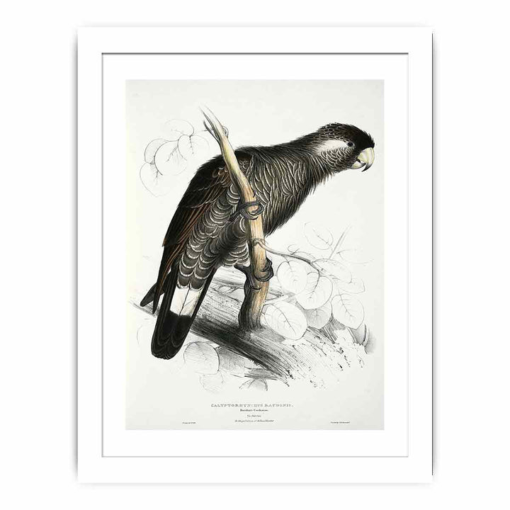 Calyptorhynchus baudinii -Calyptorhynchus baudinii Baudin's Cockatoo -by Edward Lear