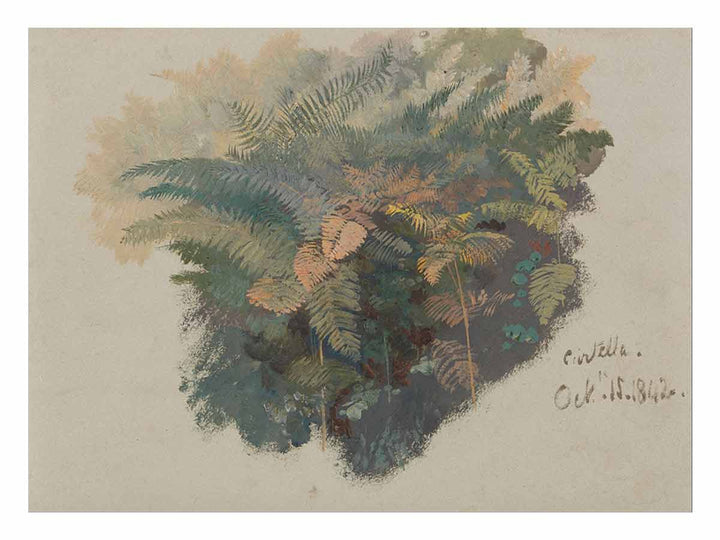 A Study of Ferns