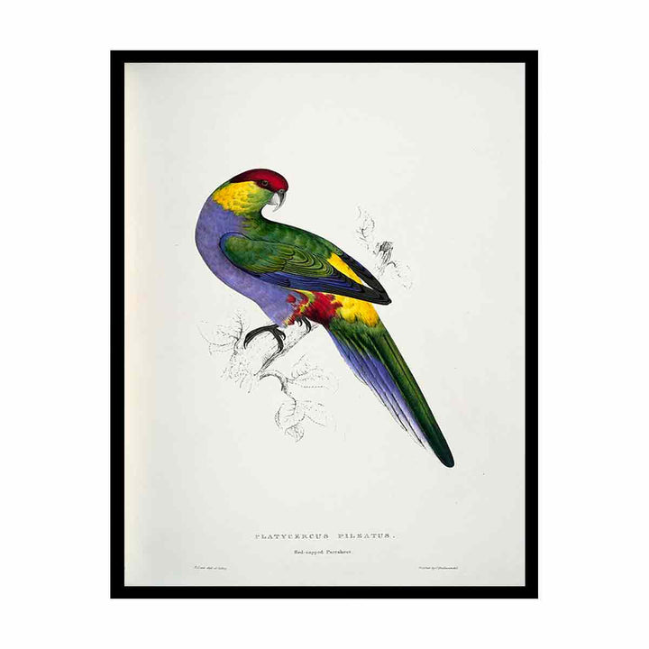 Purpureicephalus spurius -Platycercus pileatus Red-capped Parrakeet -male -by Edward Lear