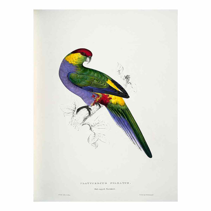 Purpureicephalus spurius -Platycercus pileatus Red-capped Parrakeet -male -by Edward Lear