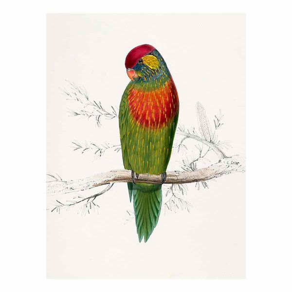 Psitteuteles versicolor by Edward Lear