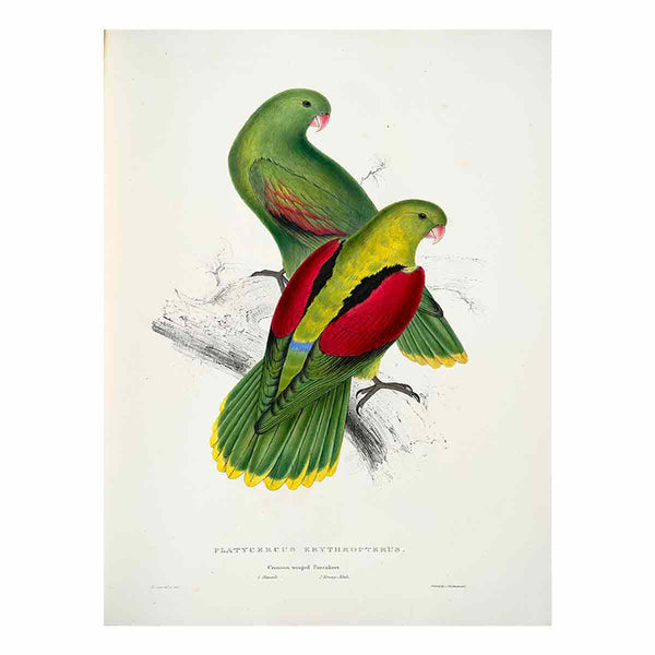 Aprosmictus erythropterus -Platycercus erythropterus. Crimson-winged parrakeet -by Edward Lear 